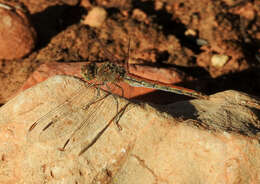 Image of Desert Darter