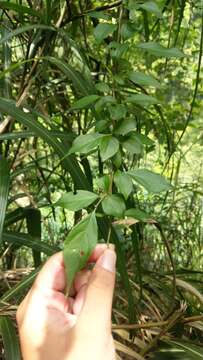 Image of Styrax formosanus Matsum.