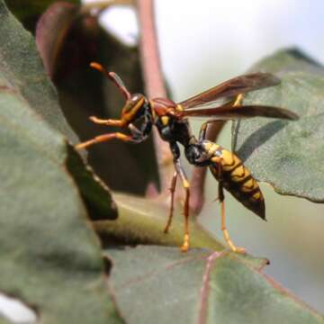 Image of <i>Polistes <i>myersi</i></i> myersi