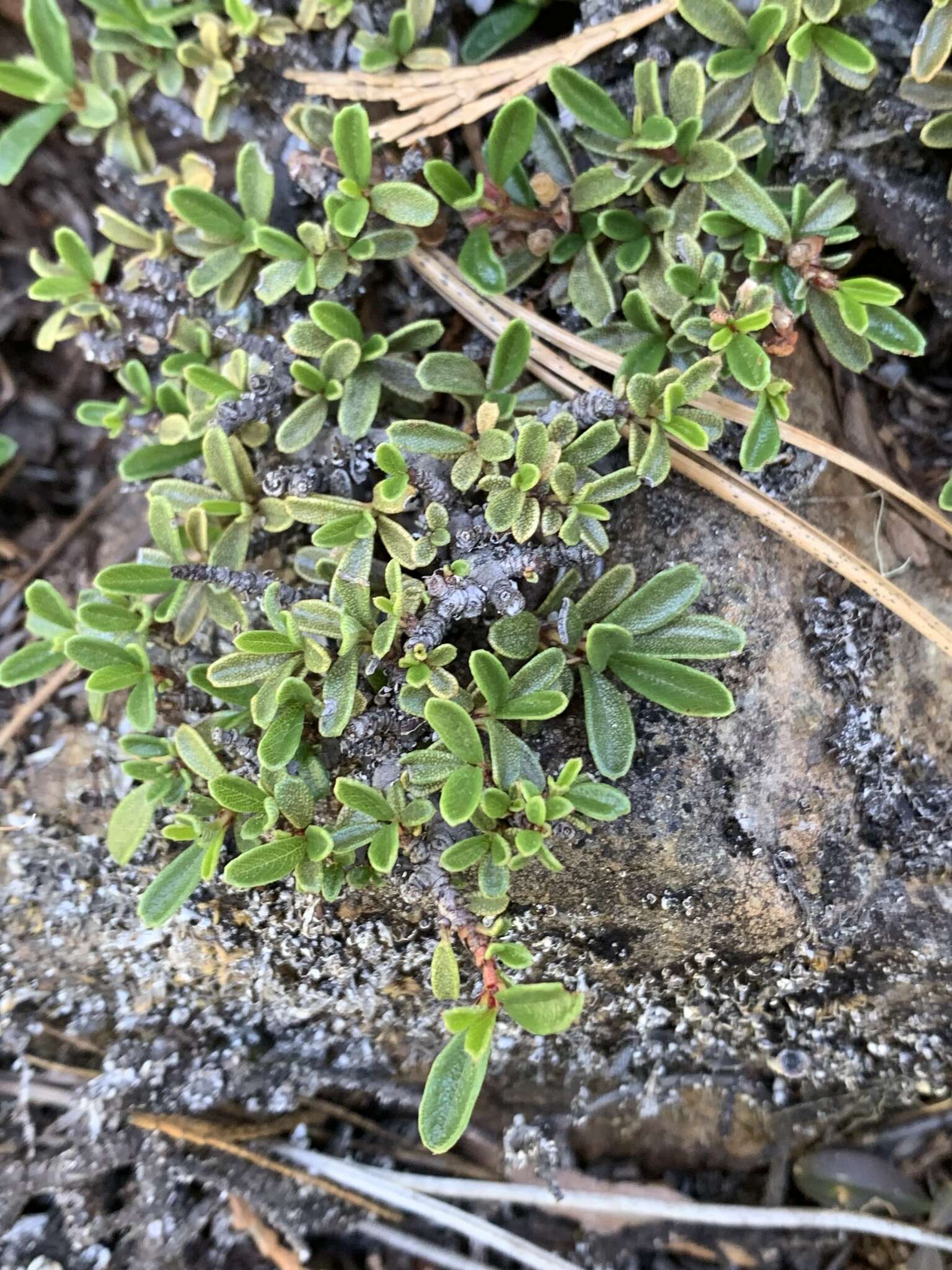 Image of dwarf ceanothus