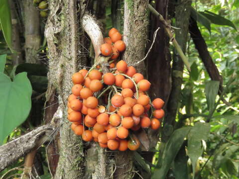 Image of Bactris mexicana Mart.