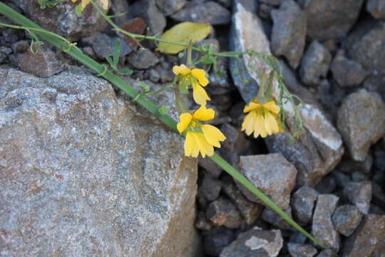 Image of Tropaeolum kingii Phil.