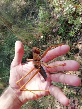 Image of Anatolian Predatory Bush-cricket
