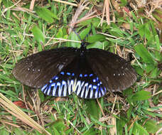 Image of Amesia namouna Doubleday 1847