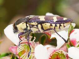 Image of Castiarina tasmaniensis (Barker 1986)