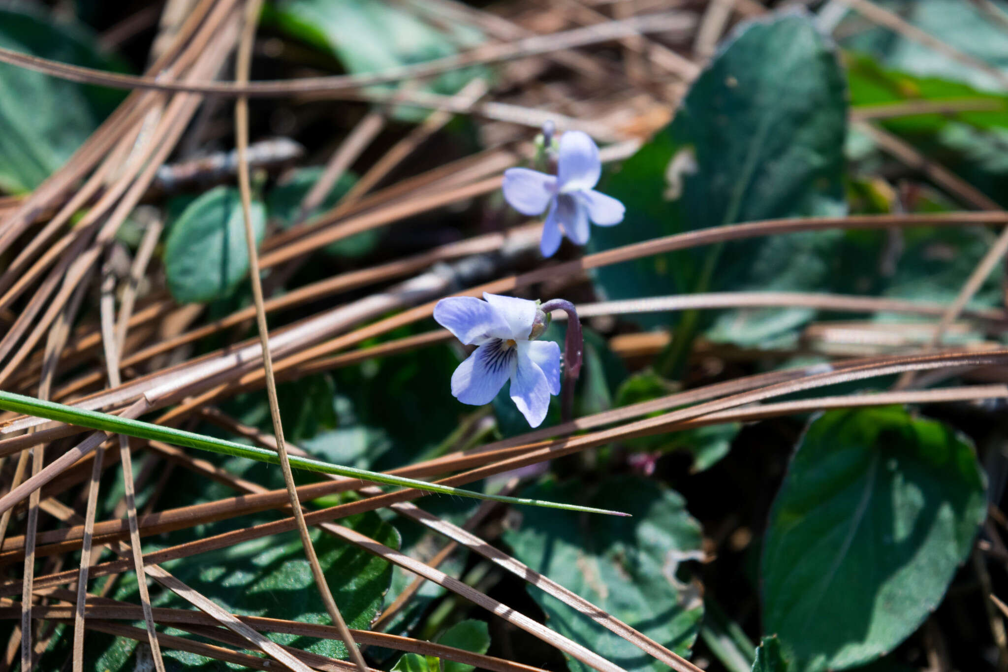 Image of Ponderosa violet