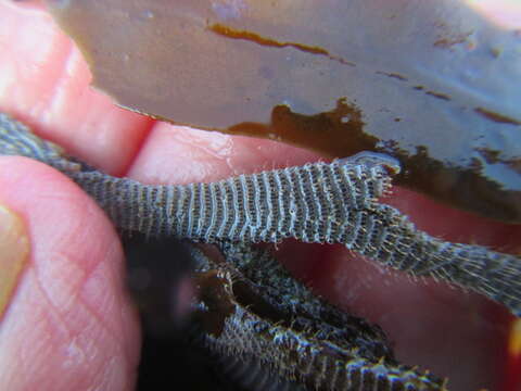 Image of Hairy bryozoan