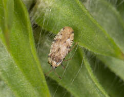 Image of spear thistle lacebug