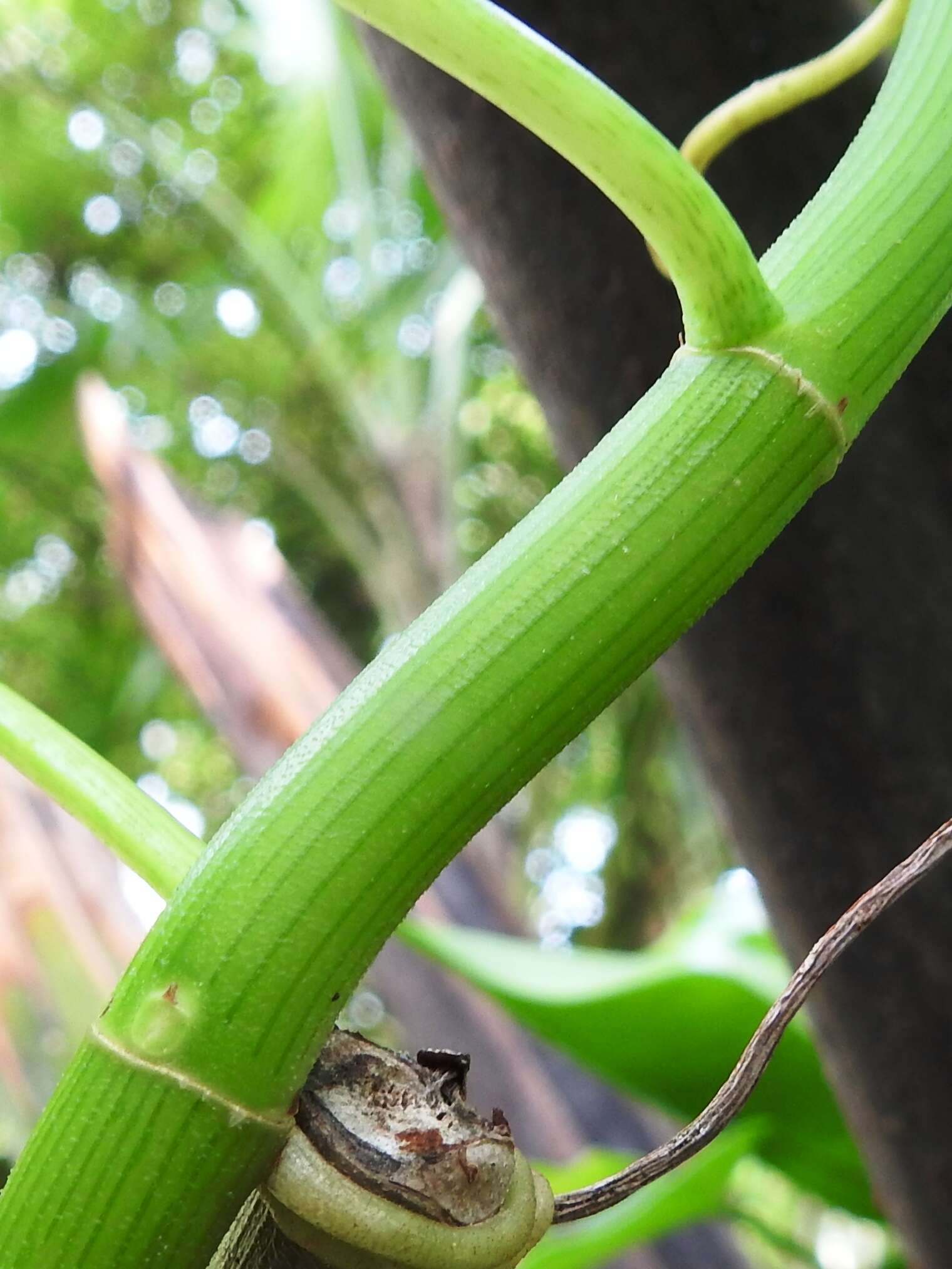 Philodendron jacquinii Schott的圖片