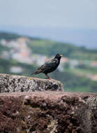 Image of Sturnus vulgaris granti Hartert 1903