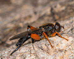 Image of Chalcosyrphus plesia (Curran 1925)