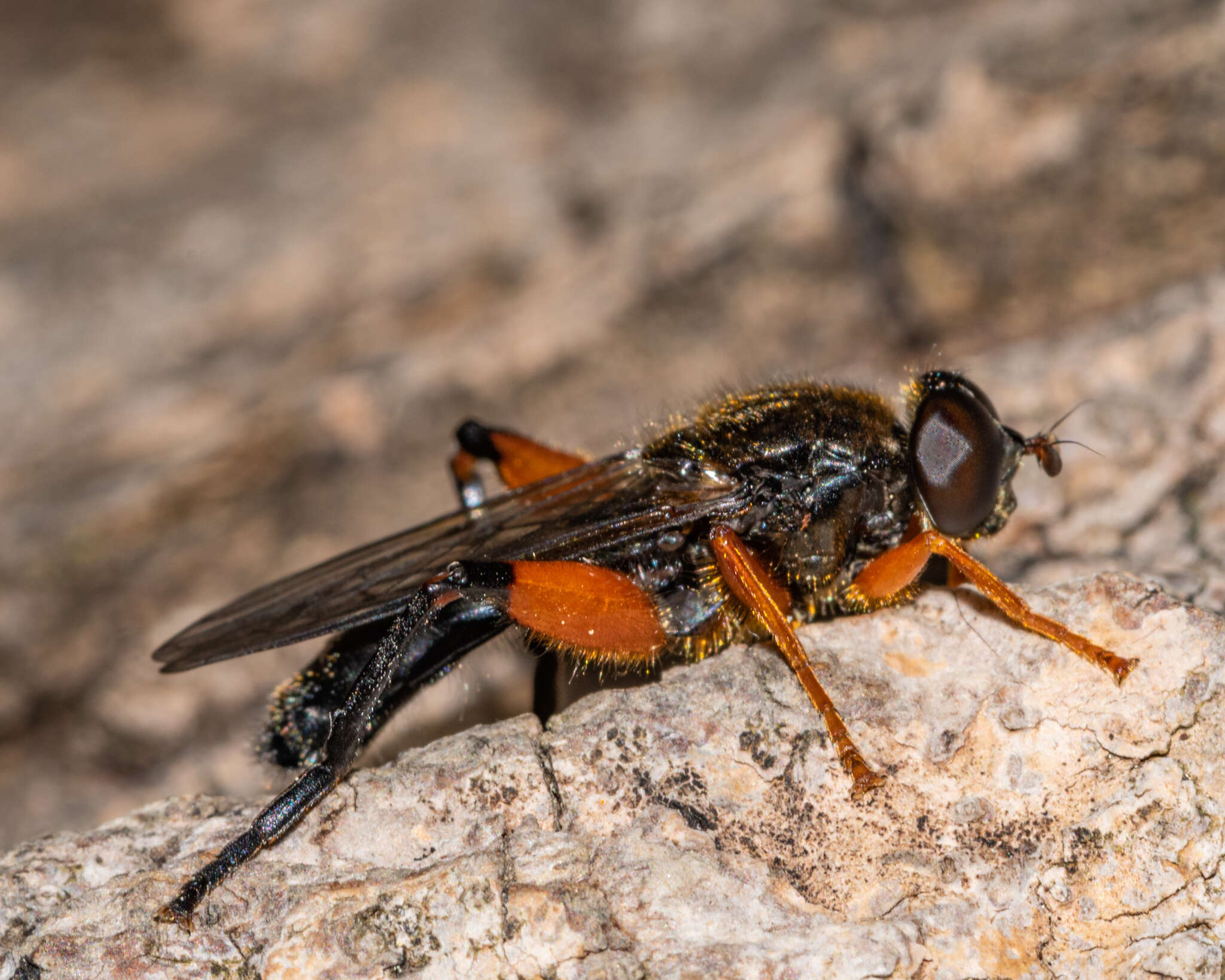 Image of Chalcosyrphus plesia (Curran 1925)