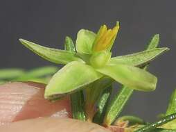 Hibbertia stricta subsp. stricta resmi