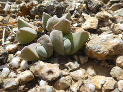 Image of Gibbaeum hartmannianum Thiede & Niesler