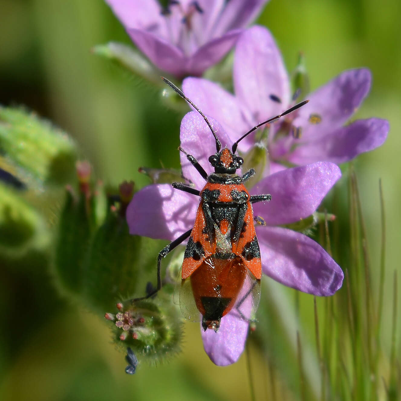 Image of black & red squash bug