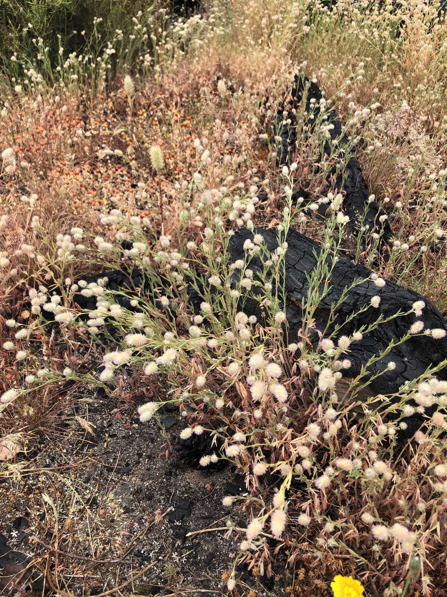 Plancia ëd Trifolium arvense var. arvense