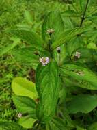 Image of threeleaf shrubverbena