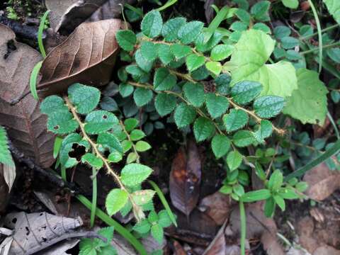 Image de Gaultheria nummularioides D. Don