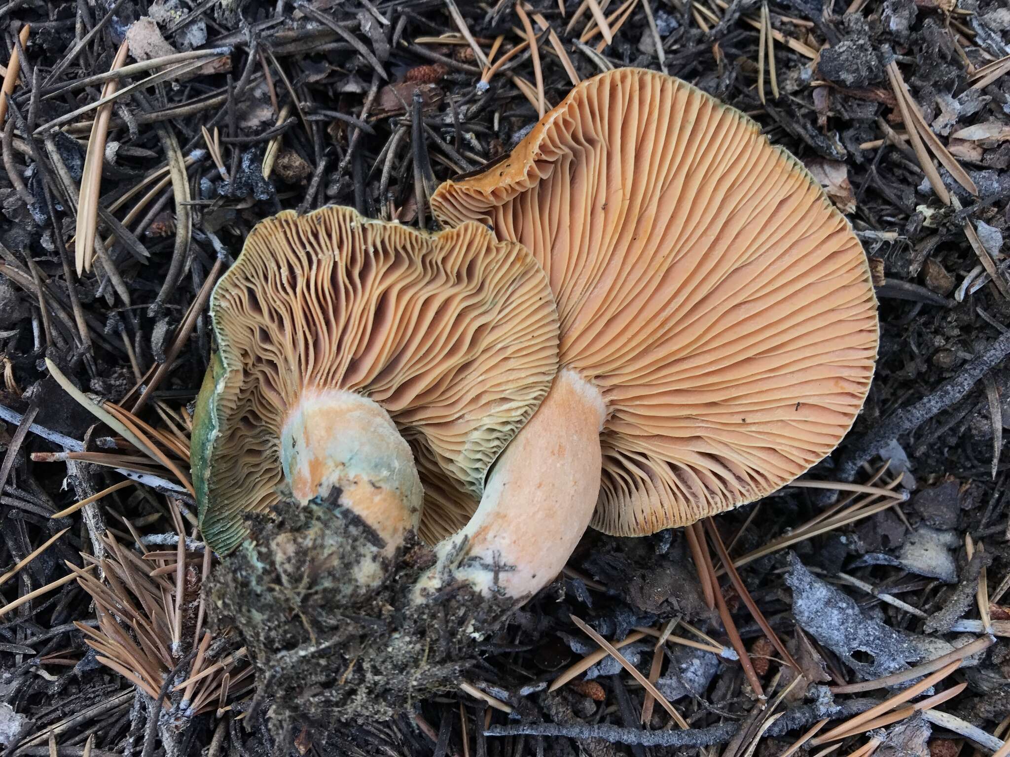 Image of Lactarius deliciosus (L.) Gray