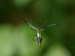 Leucauge undulata (Vinson 1863) resmi