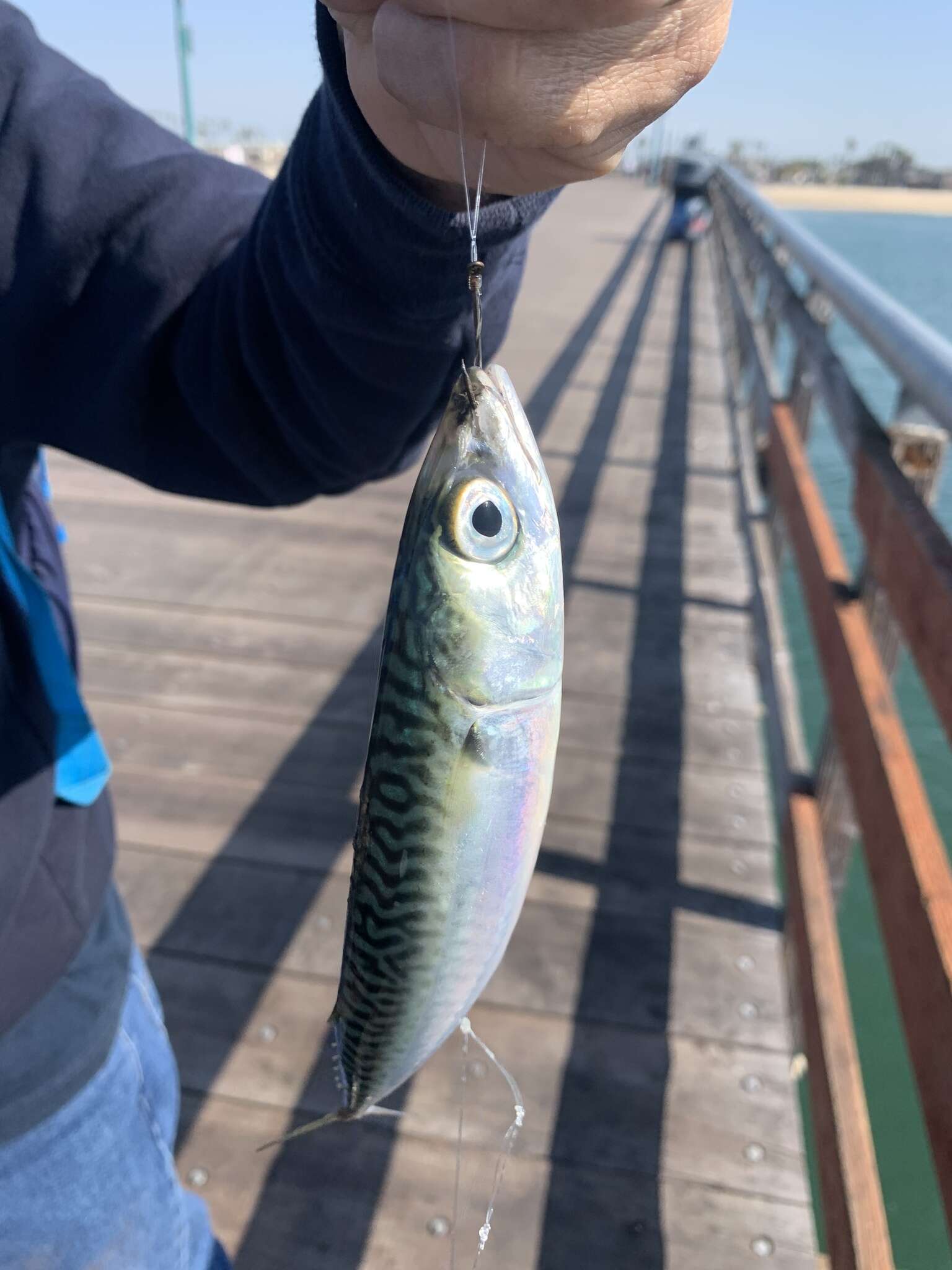 Image of Pacific Chub Mackerel