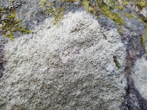 Image of disc lichen