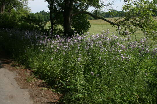 Imagem de Hesperis sylvestris Crantz