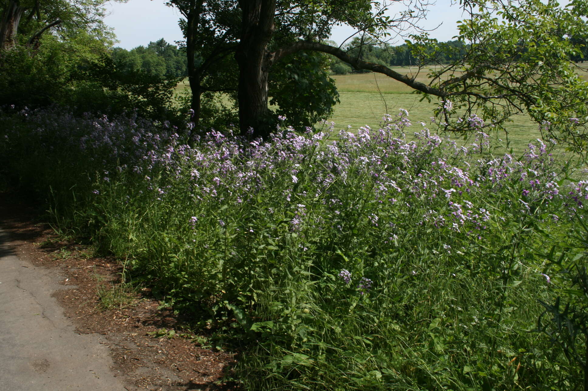 Image of Hesperis sylvestris Crantz