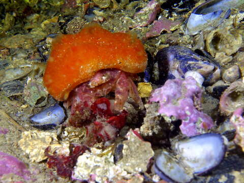 Image of Linnaeus's sponge crab