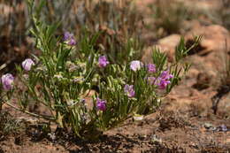 Sphenostylis angustifolia Sond.的圖片