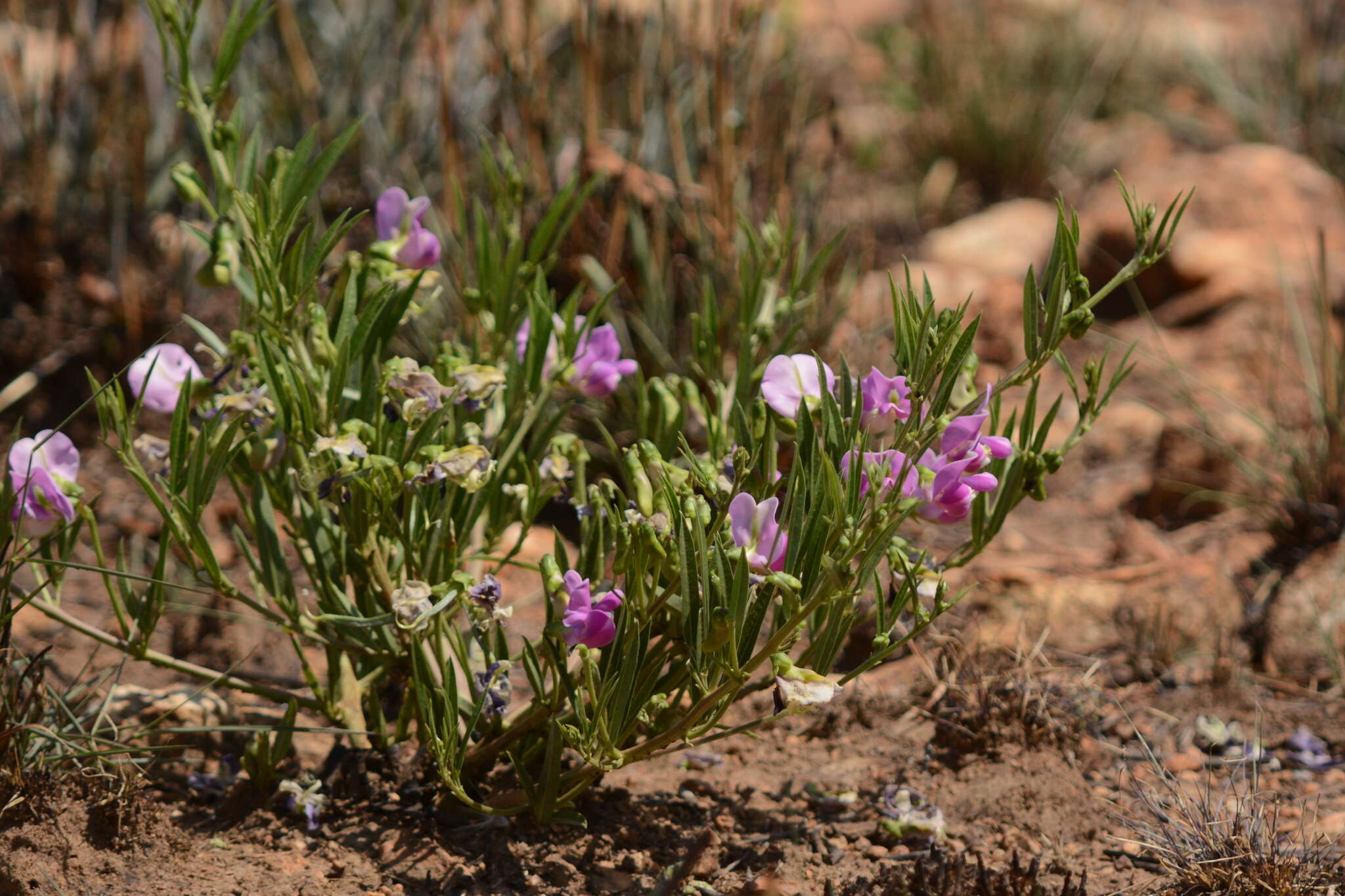 Sphenostylis angustifolia Sond.的圖片