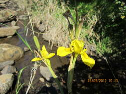 Moraea huttonii (Baker) Oberm. resmi