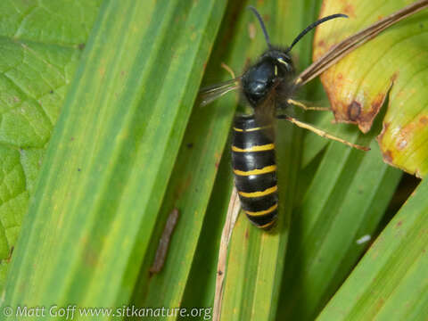 Image of Northern Aerial Yellowjacket