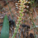 Image of Lachenalia ventricosa Schltr. ex W. F. Barker