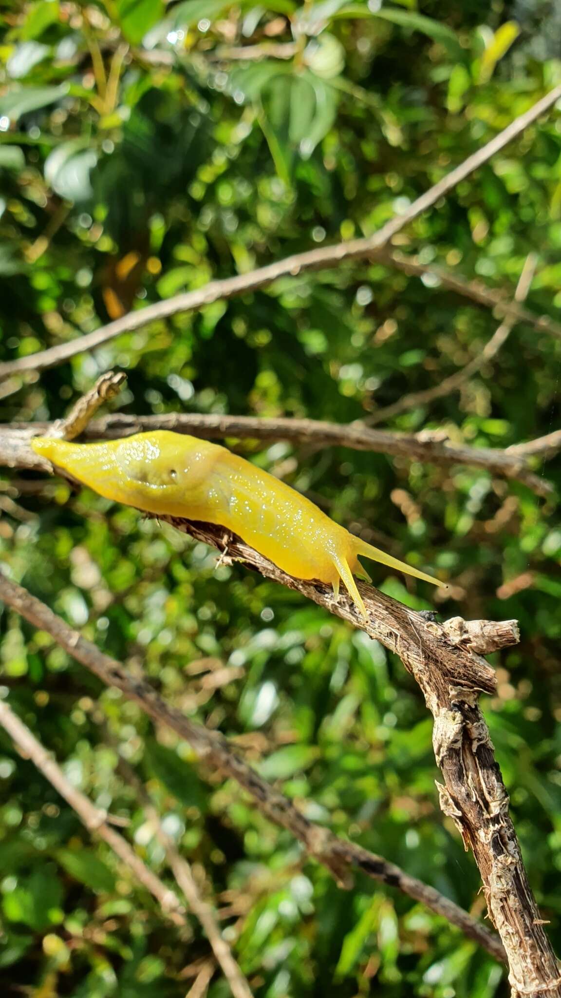 Image of Peltella iheringi Leme 1968