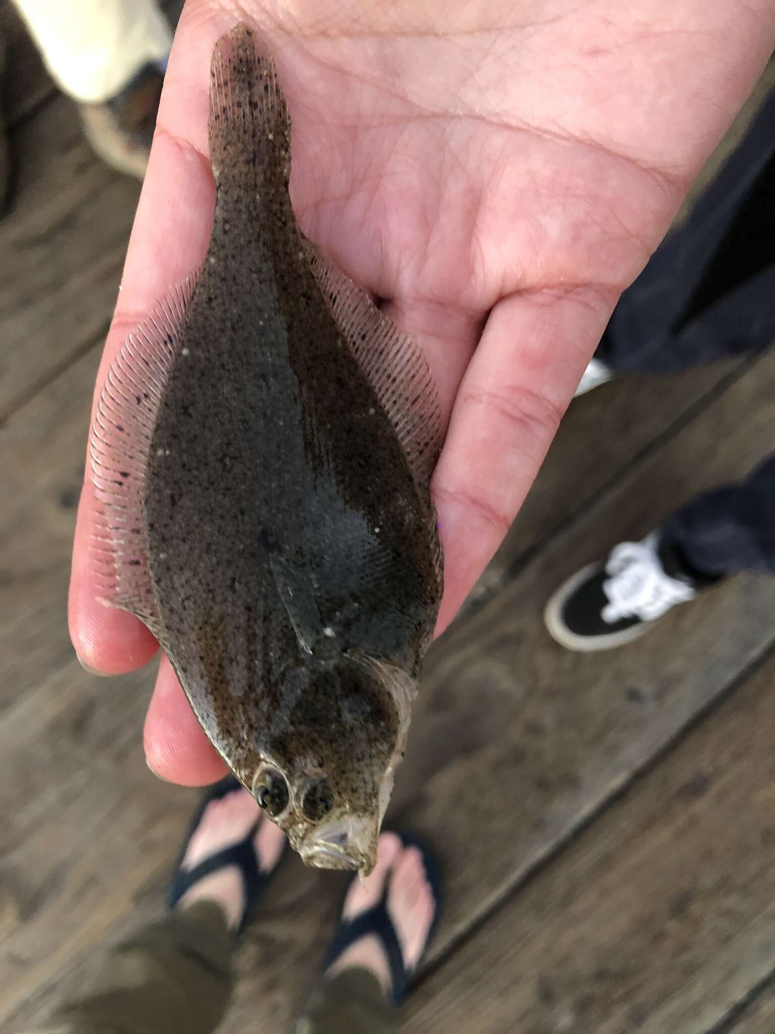 Image of Speckled sanddab