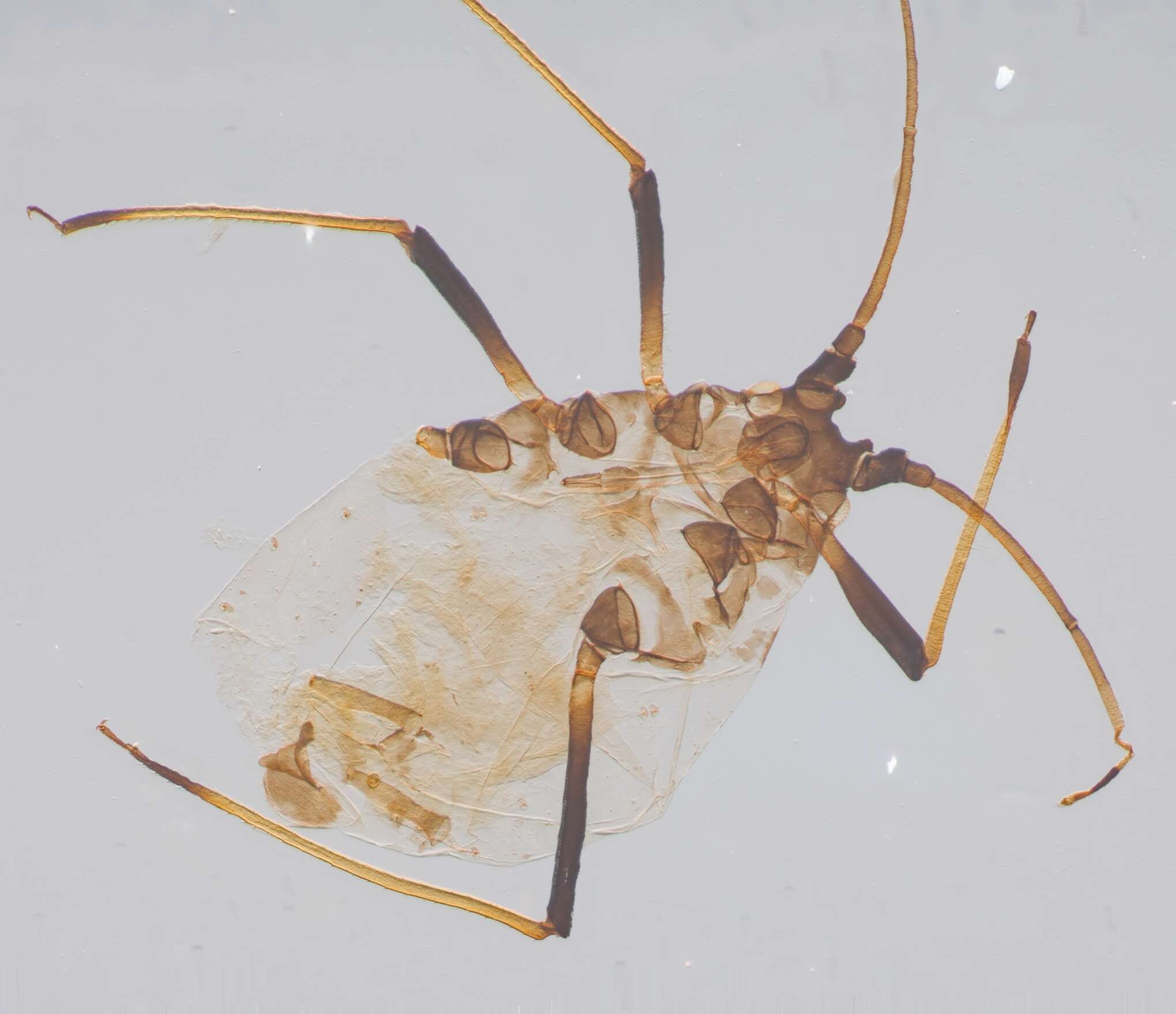 Image of Aphid