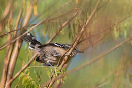 Image of Black-bellied Antwren