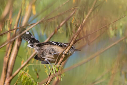 Image of Black-bellied Antwren