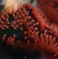 Image de bryozoaire orange vif à points noirs