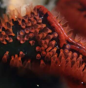 Image of Marine bryozoan