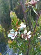 Image de Leptospermum nitidum Hook. fil.