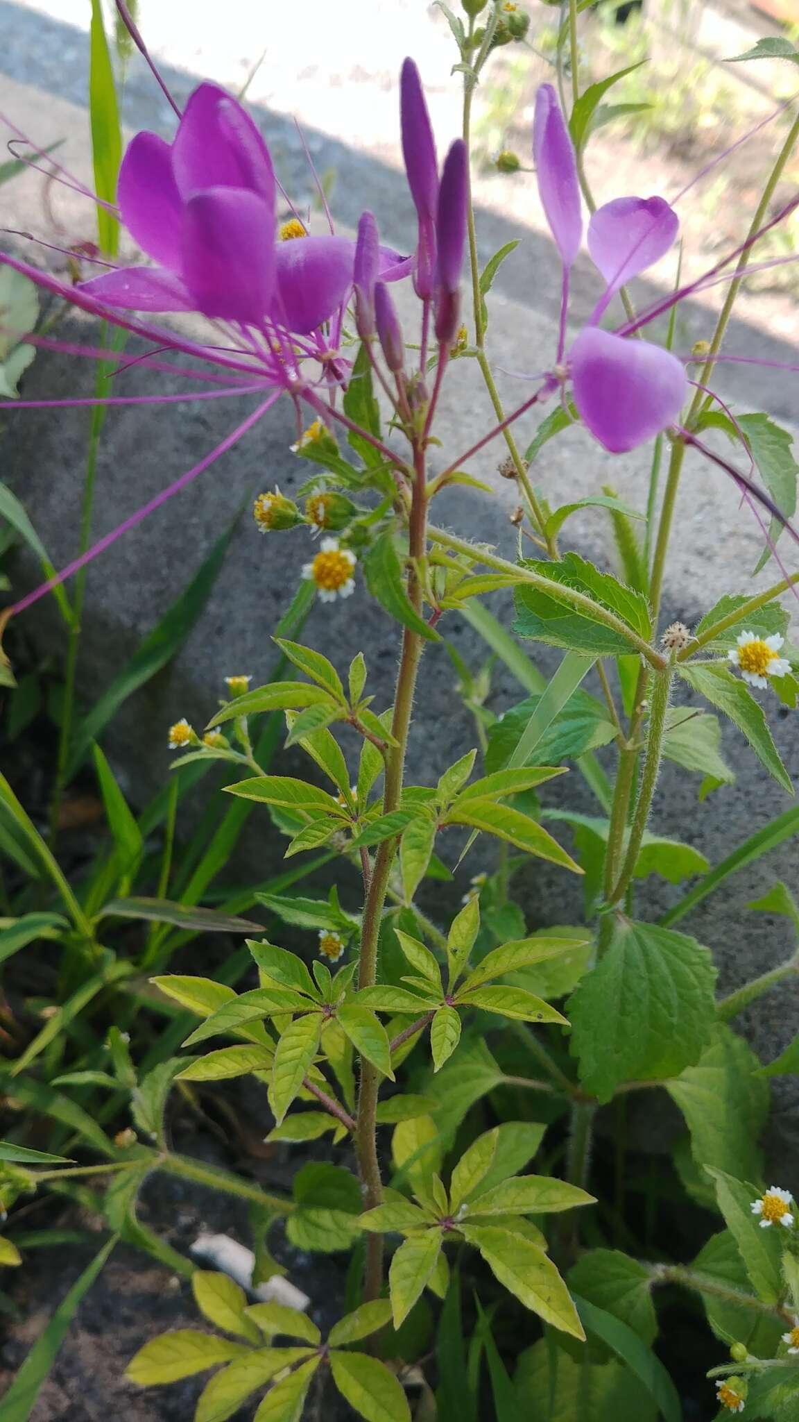 Image of Cleome guaranitica (Chod. & Hassl.) Briquet