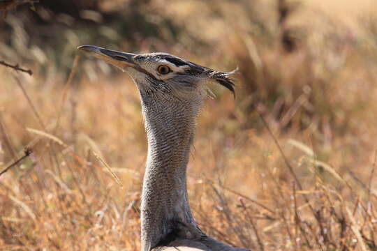 Image of Kori Bustard