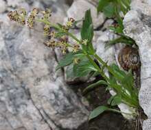 Image de Valeriana elongata Jacq.