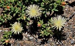 Imagem de Mesembryanthemum splendens subsp. pentagonum (L. Bol.) Klak