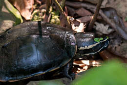 Image of Malayemys khoratensis Ihlow, Vamberger, Flecks, Hartmann, Cota, Makchai, Meewattana, Dawson, Kheng & Rödder