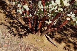 Arctostaphylos viscida subsp. pulchella (T. J. Howell) P. V. Wells resmi