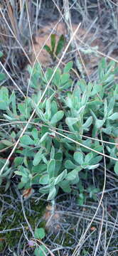 Image of Crassula atropurpurea var. anomala (Schönl. & Bak. fil.) Tölken