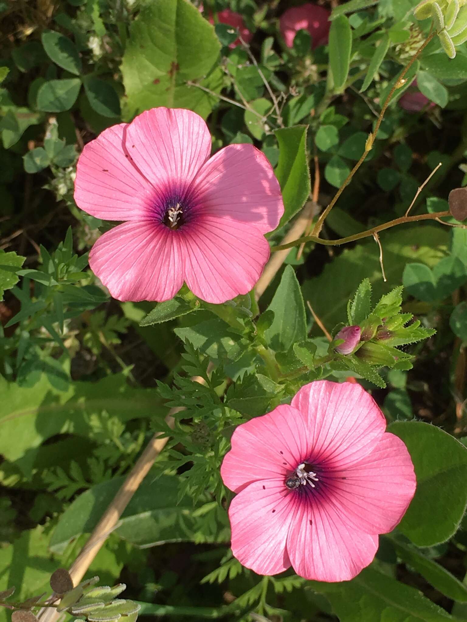 Image of Linum pubescens Banks & Solander